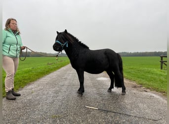 Shetland Ponys, Hengst, 2 Jaar, 103 cm, Zwart