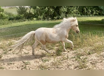 Shetland Ponys, Hengst, 2 Jaar, 82 cm, Gevlekt-paard