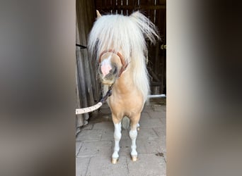 Shetland Ponys, Hengst, 2 Jaar, 82 cm, Gevlekt-paard