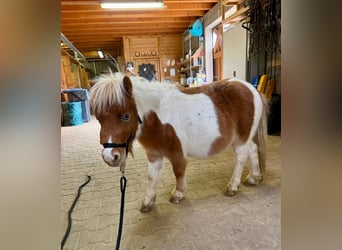 Shetland Ponys, Hengst, 2 Jaar, 85 cm, Gevlekt-paard