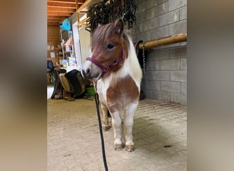 Shetland Ponys, Hengst, 2 Jaar, 85 cm, Gevlekt-paard
