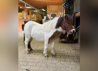 Shetland Ponys, Hengst, 2 Jaar, 85 cm, Gevlekt-paard