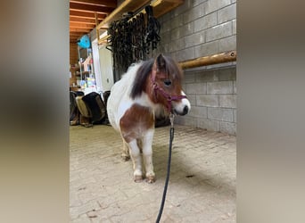 Shetland Ponys, Hengst, 2 Jaar, 85 cm, Gevlekt-paard