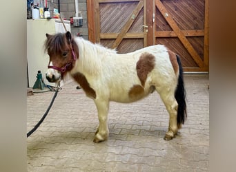 Shetland Ponys, Hengst, 2 Jaar, 85 cm, Gevlekt-paard