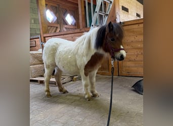 Shetland Ponys, Hengst, 2 Jaar, 85 cm, Gevlekt-paard