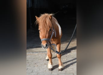 Shetland Ponys, Hengst, 2 Jaar, 85 cm, Gevlekt-paard