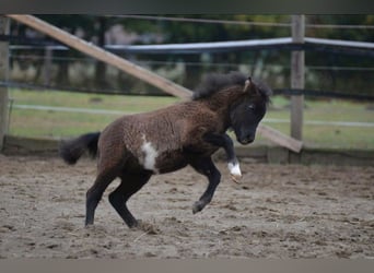 Shetland Ponys, Hengst, 2 Jaar, 90 cm, Gevlekt-paard