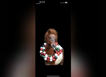 Shetland Ponys, Hengst, 2 Jaar, 90 cm, Gevlekt-paard