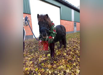Shetland Ponys, Hengst, 2 Jaar, 92 cm, Zwart