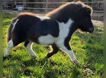 Shetland Ponys, Hengst, 2 Jaar, 93 cm, Gevlekt-paard