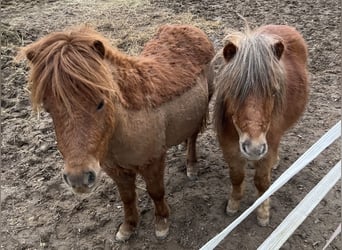 Shetland Ponys, Hengst, 2 Jaar, 95 cm, Vos