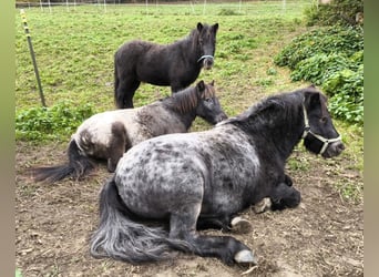 Shetland Ponys, Hengst, 2 Jaar
