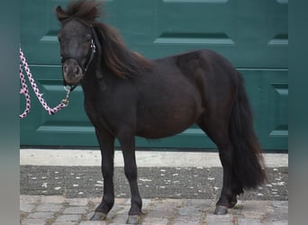 Shetland Ponys, Hengst, 2 Jaar, Zwart