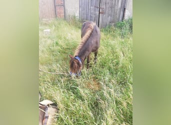 Shetland Ponys, Hengst, 2 Jahre, 100 cm, Brauner