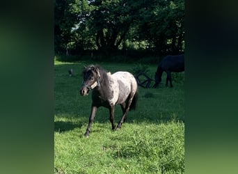 Shetland Ponys, Hengst, 2 Jahre, 100 cm, Tigerschecke
