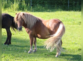 Shetland Ponys, Hengst, 2 Jahre, 105 cm, Dunkelfuchs