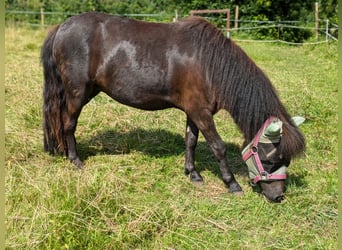 Shetland Ponys, Hengst, 2 Jahre, 105 cm, Rappe