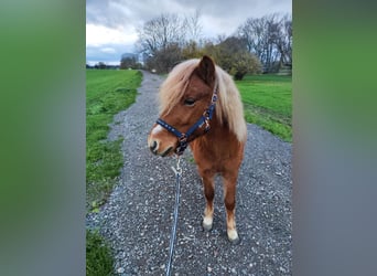 Shetland Ponys, Hengst, 2 Jahre, 106 cm, Fuchs