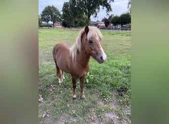 Shetland Ponys Mix, Hengst, 2 Jahre, 110 cm, Fuchs