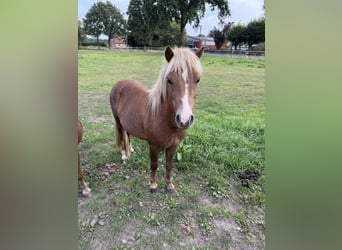 Shetland Ponys Mix, Hengst, 2 Jahre, 110 cm, Fuchs