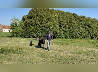 Shetland Ponys Mix, Hengst, 2 Jahre, 110 cm, Rappe