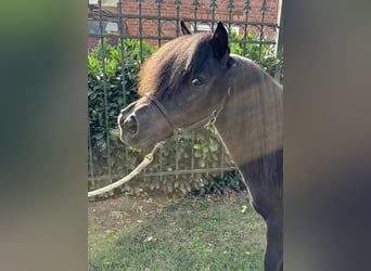 Shetland Ponys, Hengst, 2 Jahre, 110 cm, Rappe