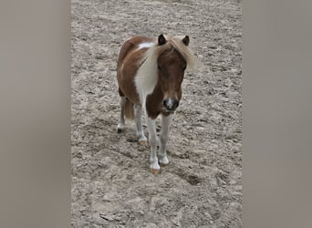 Shetland Ponys, Hengst, 2 Jahre, 79 cm, Schecke
