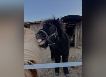 Shetland Ponys, Hengst, 2 Jahre, 80 cm, Rappe