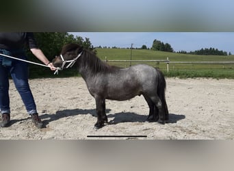 Shetland Ponys, Hengst, 2 Jahre, 80 cm, Roan-Bay