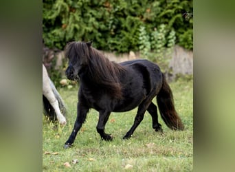 Shetland Ponys, Hengst, 2 Jahre, 82 cm, Schecke