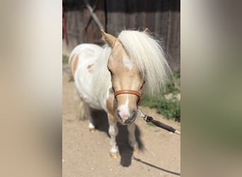 Shetland Ponys, Hengst, 2 Jahre, 82 cm, Schecke