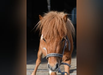 Shetland Ponys, Hengst, 2 Jahre, 85 cm, Schecke