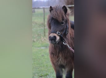 Shetland Ponys, Hengst, 2 Jahre, 85 cm, Schecke