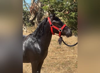 Shetland Ponys, Hengst, 2 Jahre, 94 cm, Rappe