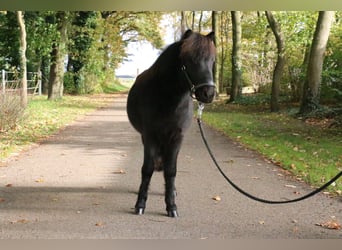 Shetland Ponys, Hengst, 2 Jahre, 95 cm, Rappe
