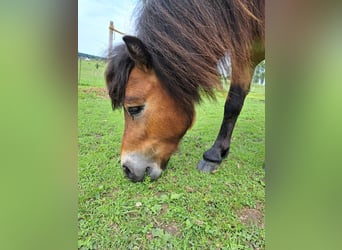 Shetland Ponys Mix, Hengst, 2 Jahre, 98 cm, Brauner