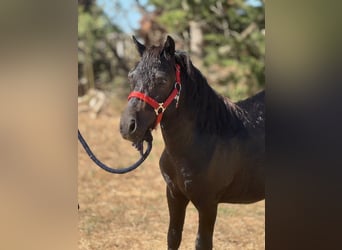 Shetland Ponys, Hengst, 2 Jahre, 99 cm, Rappe