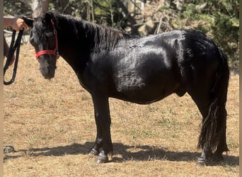 Shetland Ponys, Hengst, 2 Jahre, 99 cm, Rappe