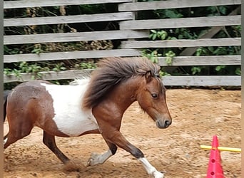 Shetland Ponys, Hengst, 2 Jahre, 99 cm, Schecke