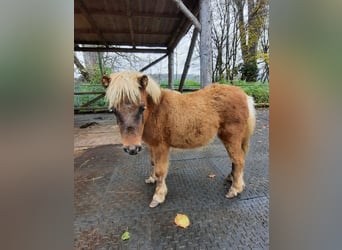 Shetland Ponys, Hengst, 2 Jahre