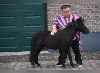 Shetland Ponys, Hengst, 2 Jahre, Rappe