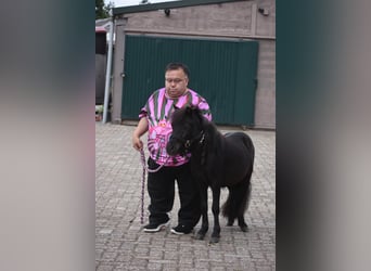 Shetland Ponys, Hengst, 2 Jahre, Rappe