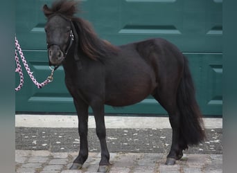 Shetland Ponys, Hengst, 2 Jahre, Rappe