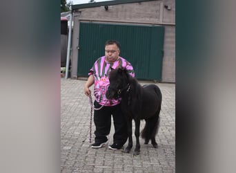 Shetland Ponys, Hengst, 2 Jahre, Rappe