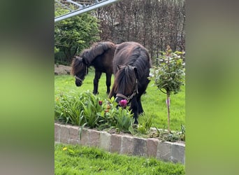 Shetland Ponys, Hengst, 3 Jaar, 103 cm, Zwart