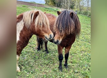 Shetland Ponys, Hengst, 3 Jaar, 105 cm, Bruin