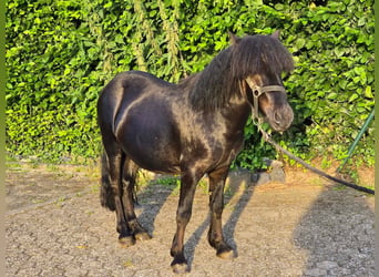 Shetland Ponys, Hengst, 3 Jaar, 105 cm, Zwart
