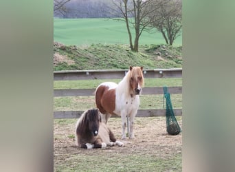 Shetland Ponys, Hengst, 3 Jaar, 110 cm, Falbe