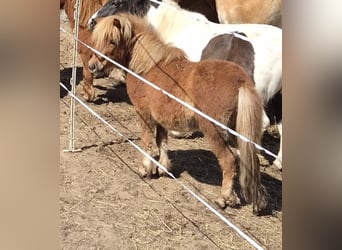 Shetland Ponys, Hengst, 3 Jaar, 80 cm, Donkere-vos