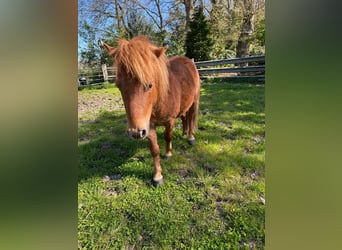 Shetland Ponys, Hengst, 3 Jaar, 95 cm, Vos